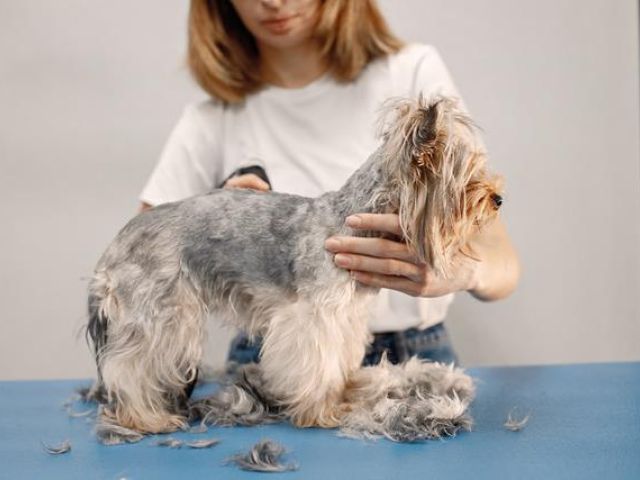 pampered-pubs-grooming (1)-kireth-ai-2